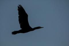 Phalacrocorax carbo