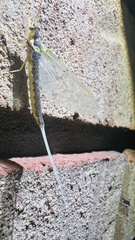 Pentagenia vittigera