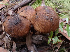 Inocybe imbricata
