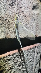 Pentagenia vittigera