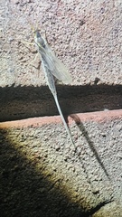 Pentagenia vittigera