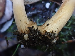 Inocybe imbricata