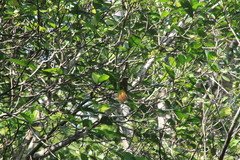 Onychorhynchus coronatus