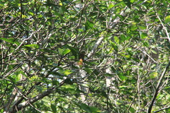 Onychorhynchus coronatus