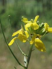 Erysimum odoratum