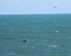 Delphinus delphis ponticus