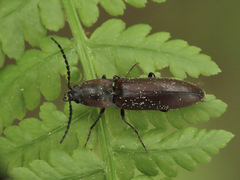 Acteniceromorphus volitans