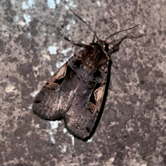 Xestia dolosa