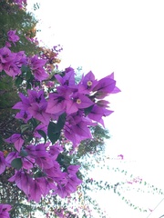 Bougainvillea