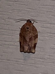 Choristoneura rosaceana