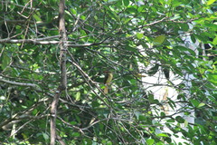 Onychorhynchus coronatus