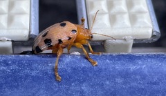 Podontia quatuordecimpunctata