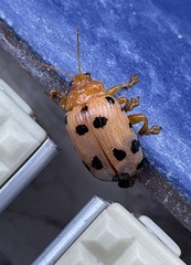 Podontia quatuordecimpunctata