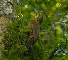 Xiphocolaptes albicollis