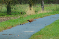 Phasianus colchicus