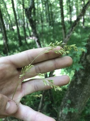 Festuca paradoxa