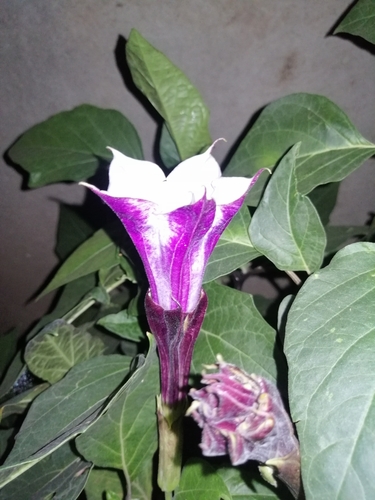 Datura metel