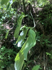 Cornus florida urbiniana