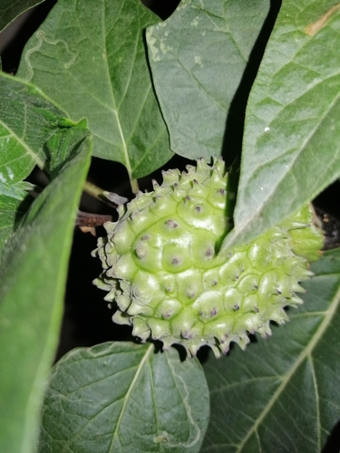 Datura metel