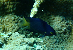 Pomacentrus flavioculus