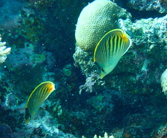 Chaetodon pelewensis