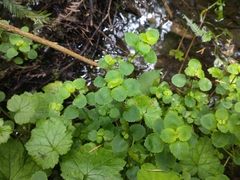 Chrysosplenium glechomifolium