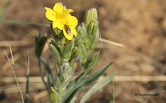 Hypoxis multiceps