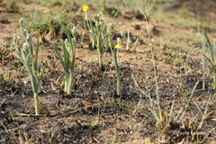 Hypoxis multiceps