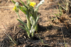 Hypoxis multiceps