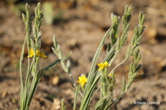Hypoxis multiceps