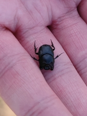 Euonthophagus amyntas