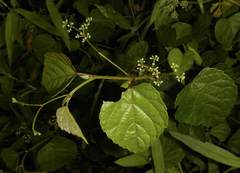Ampelopsis glandulosa heterophylla