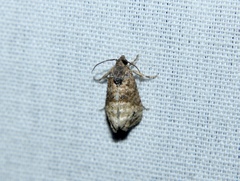 Ecdytolopha mana