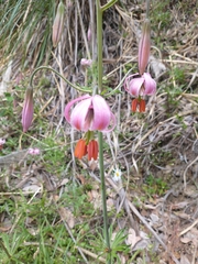 Lilium kelloggii
