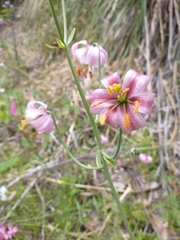 Lilium kelloggii