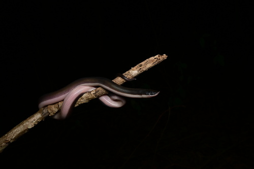 Mexican Burrowing Python
