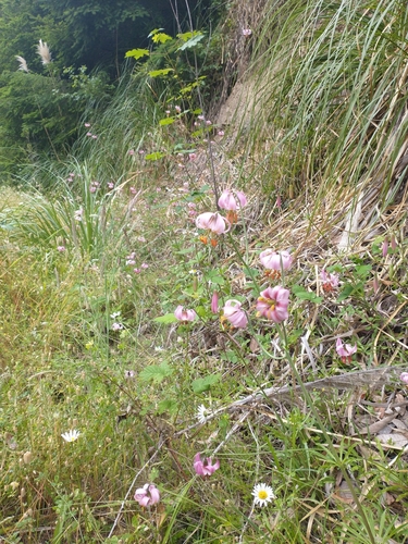 Image of Lilium kelloggii by no rights reserved