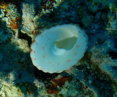 Rochia conus