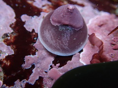 Acmaea