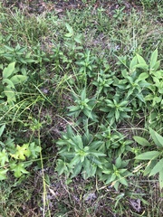 Rudbeckia terranigrae