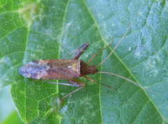 Phytocoris ulmi