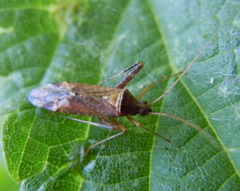 Phytocoris ulmi