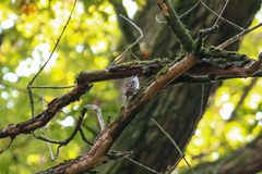 Certhia brachydactyla