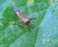 Phytocoris ulmi