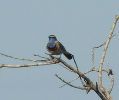 Luscinia svecica svecica