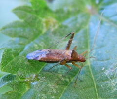 Phytocoris ulmi