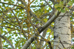 Certhia brachydactyla