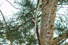 Certhia brachydactyla