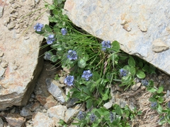 Veronica alpina