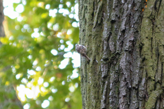 Certhia brachydactyla